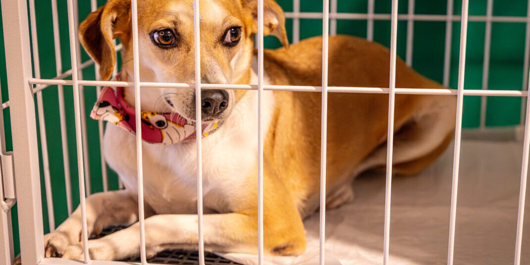 Foto: Helmuth Kühl – Prefeitura Municipal de Pato Branco-PR