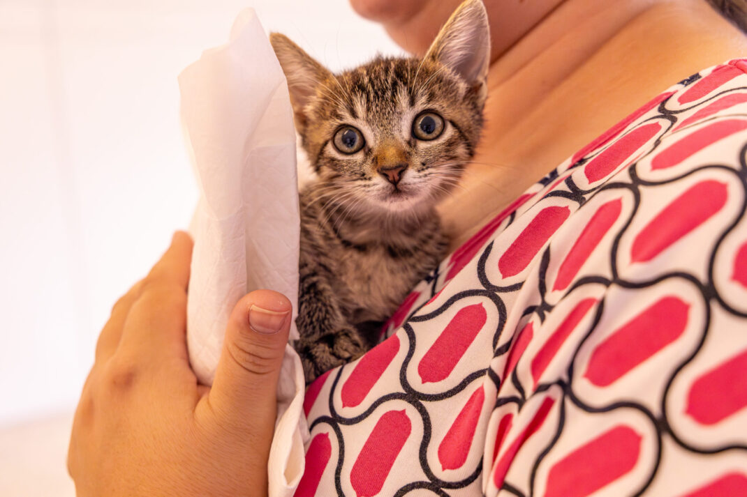 Foto: Helmuth Kühl – Prefeitura Municipal de Pato Branco-PR