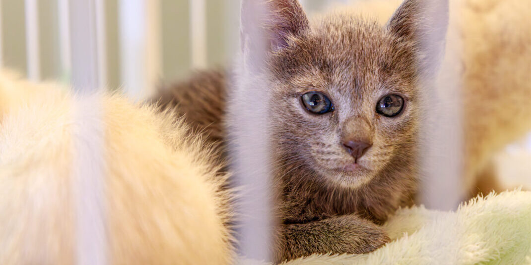 Foto: Helmuth Kühl – Prefeitura Municipal de Pato Branco-PR