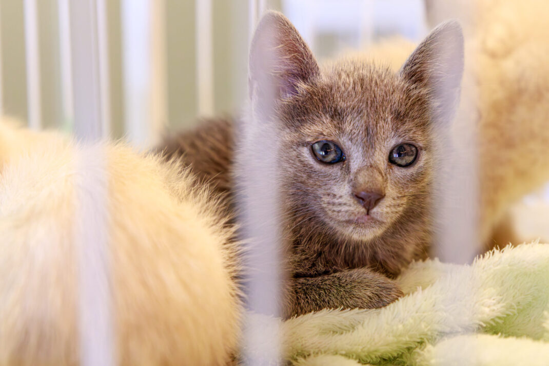 Foto: Helmuth Kühl – Prefeitura Municipal de Pato Branco-PR