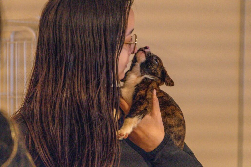 Mais de 200 animais já foram adotados desde o início do ano nos cinco eventos de adoção realizados pela Prefeitura