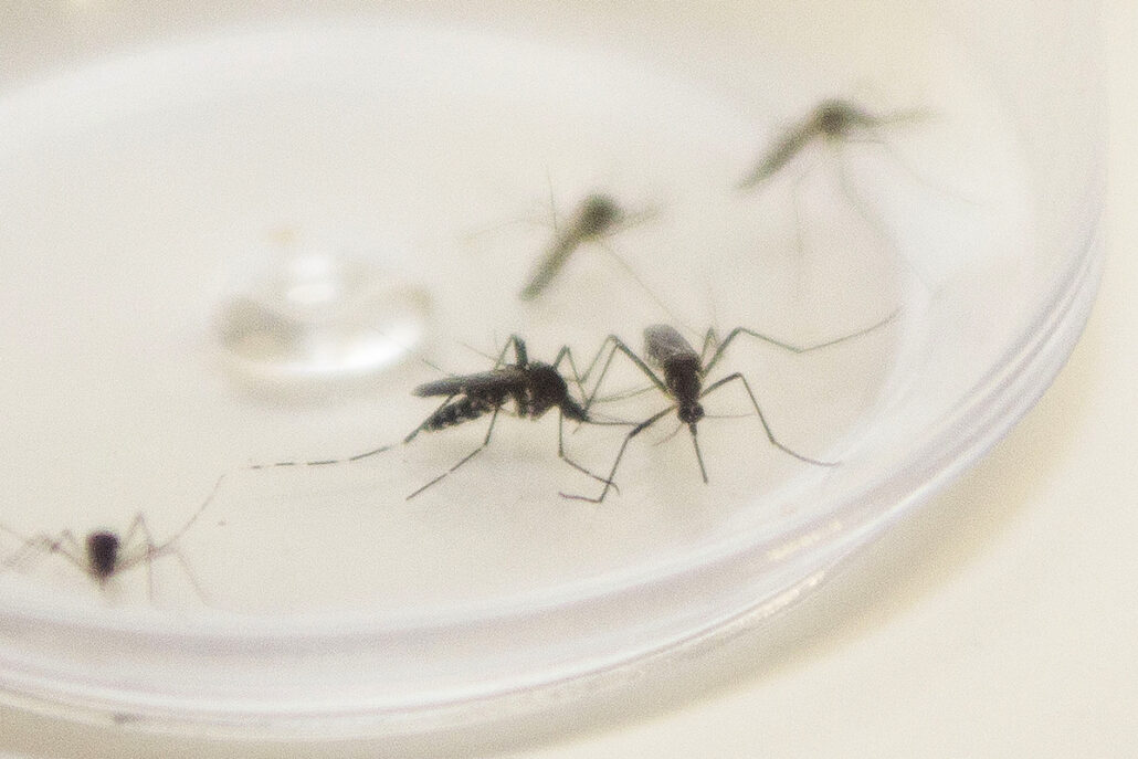 Decreto autoriza ações contínuas e abrangentes no combate a dengue