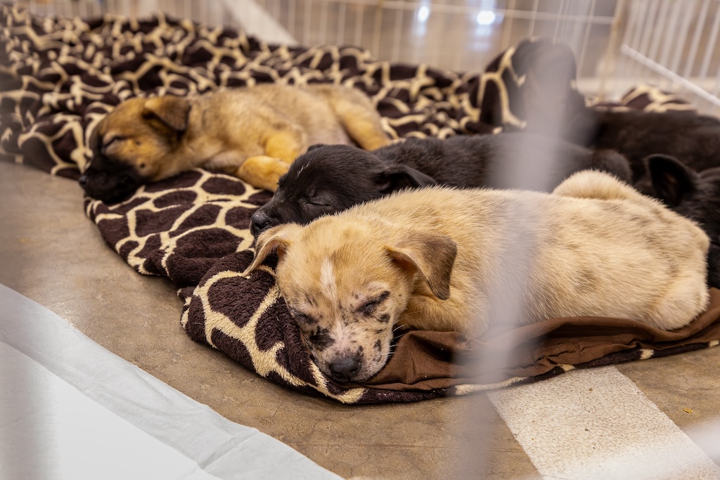 Pato Branco promove evento de adoção de cães e gatos no próximo domingo (14)