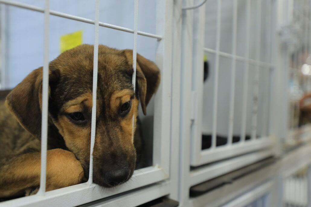 Evento de Adoção disponibiliza novos lares para mais 19 animais